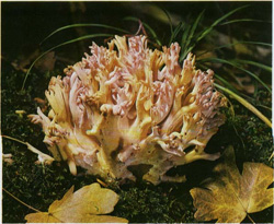  ,   Ramaria formosa
