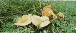   Hygrophoropsis aumntiaca