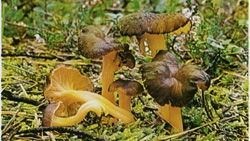   Cantharellus lutescens
