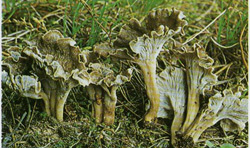   Cantharellus cinereus
