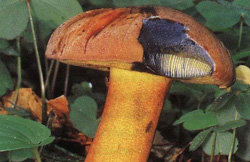   Boletus pulverulentus