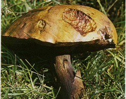   Boletus queletii