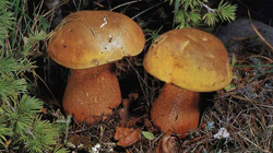  ,  - Boletus luridus