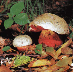   Boletus satanas