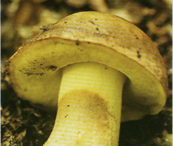  -  Boletus appendiculatus