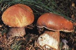  ,  Boletus edulis