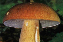  ,   Boletus reticulatus (Boletus aestivalis)