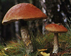  - Leccinum versipelle (Leccinum testaceoscabrum)