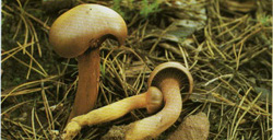    Chroogomphus rutilus