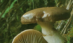   Gomphidius glutinosus