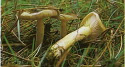 ,    Hygrophorus hypothejus