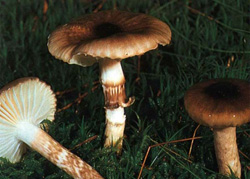  - Hygrophorus olivaceoalbus