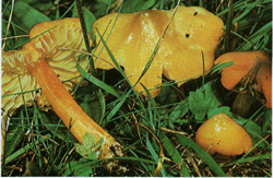  ,   Hygrocybe conica (Hygrocybe nigrescens)