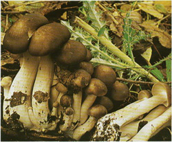   Lyophyllum loricatum