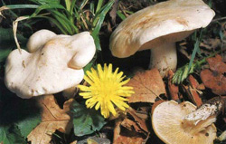   Calocybe gambosa