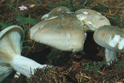 ,   Clitocybe nebularis (Lepista nebularis)