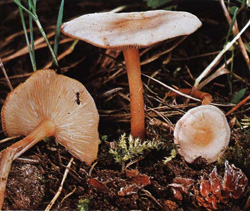  ,   Collybia dryophila