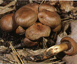   Collybia fusipes