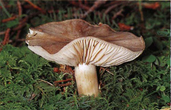   Megacollybia platyphylla (Oudemansiella platyphylla)