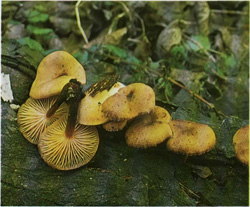 ,   Flammulina velutipes