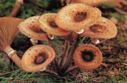   Armillaria mellea (Armillariella mellea)