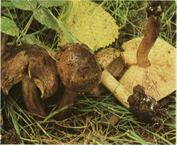   Tricholoma populinum