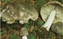   Tricholoma terreum