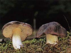   Tricholoma portentosum