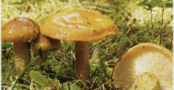   Tricholoma aurantium