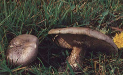   Melanoleuca brevipes
