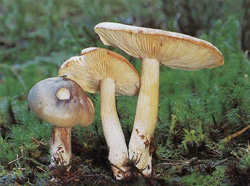   Tricholoma saponaceum
