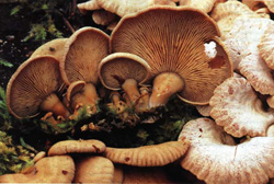   Panellus strypticus