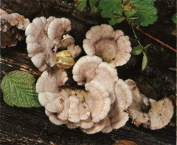   Schizophyllum commune