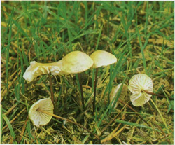   Marasmius scorodonius