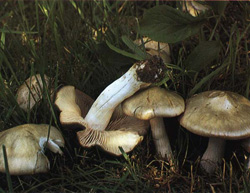   Entoloma saepium