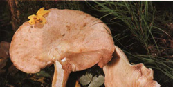   Entoloma sinuatum (Rhodophyllus sinuatus)