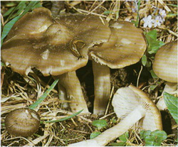   Entoloma dypeatum 