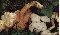   Entoloma niphoides