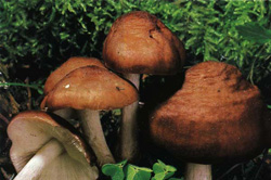  ,   Pluteus cervinus
