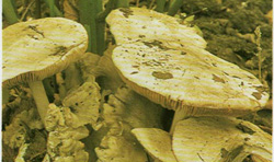   Volvariella gloicaphala