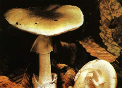   Amanita phalloides