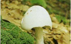    Amanita virosa
