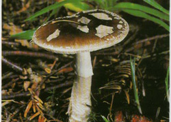   Amanita porphyria