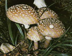  -,   Amanita rubescens