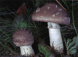   Amanita excelsa (Amanita spissa)