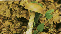   Amanita crocea