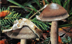   Amanita vaginata