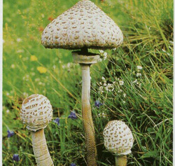 -  Macrolepiota procera