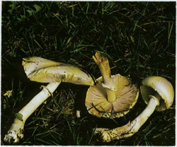   Leucoagaricus leucothites (Lepiota naucina)