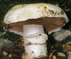   Agaricus bitorquis